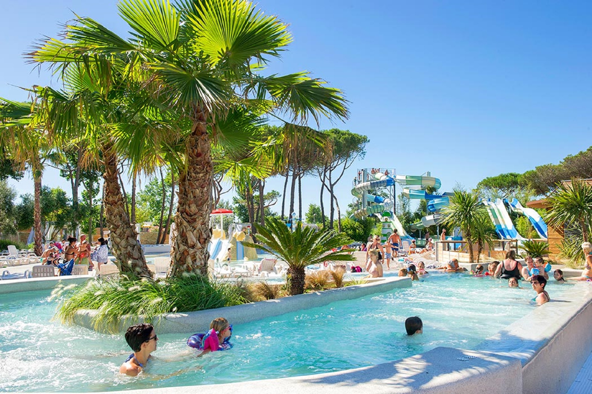 piscine et son palmier